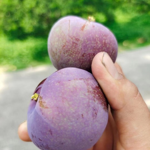 紫金县三华李，蜜李大量上市