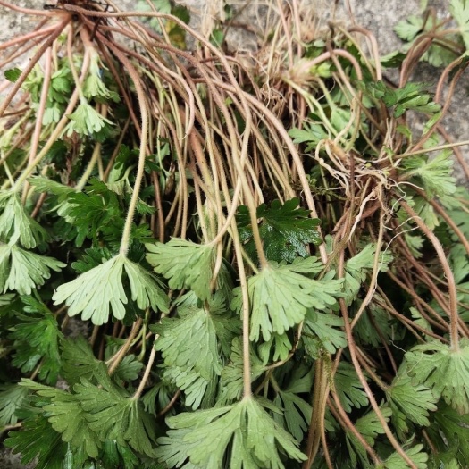 怀化正宗老鹳草苗新货老牛筋老关草老贯草老观草老鹳嘴老贯筋