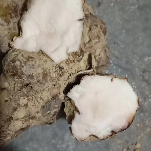 普安县新鲜土茯苓，农户上山现挖现发，产地直销！