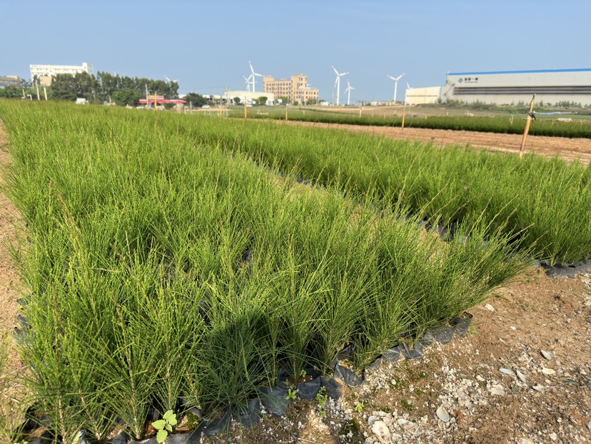 木麻黄大袋 多种规格 基地直发