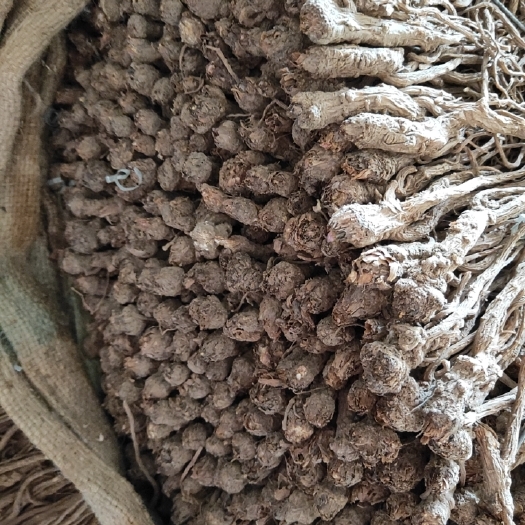 岷县岷县当归天天涨，小药厂货
