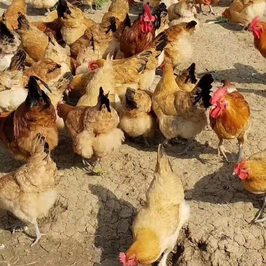 南充林下放养生态老母鸡，粮食公鸡