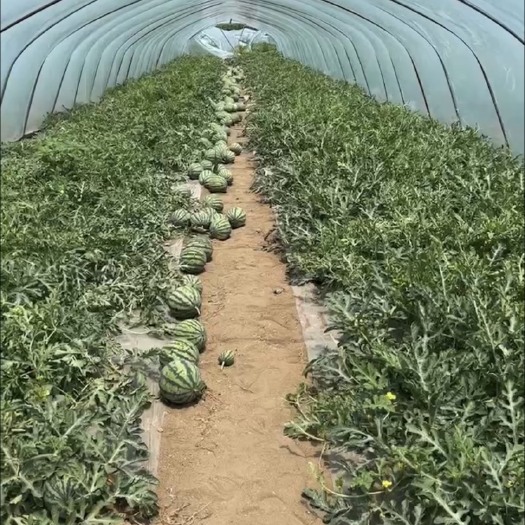 太和县麒麟，美都 西瓜