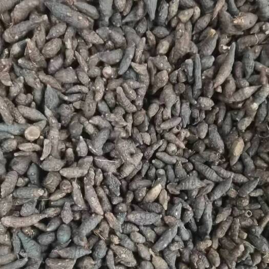 成都香附 各种各样规格 各类药材规格齐全