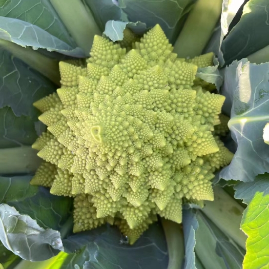 淄博宝塔花菜