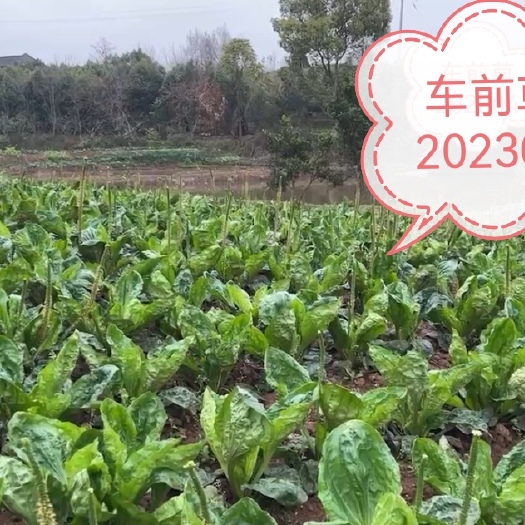 泸县车前草（干植株，种子）