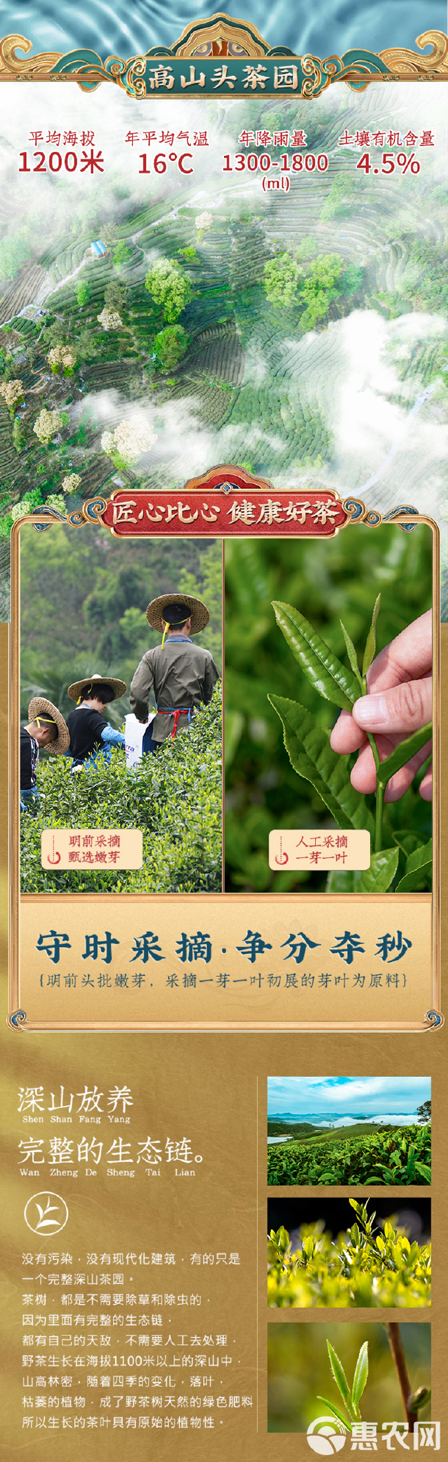 2024新茶毛尖茶叶品质明前嫩芽浓香型绿茶散装毛尖茶500g