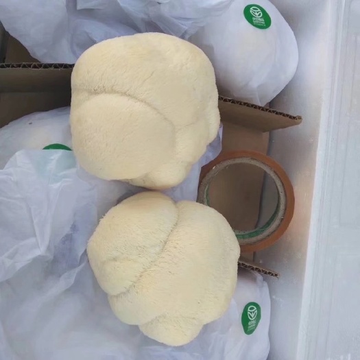 海林市海林光明食用菌鲜猴头菇