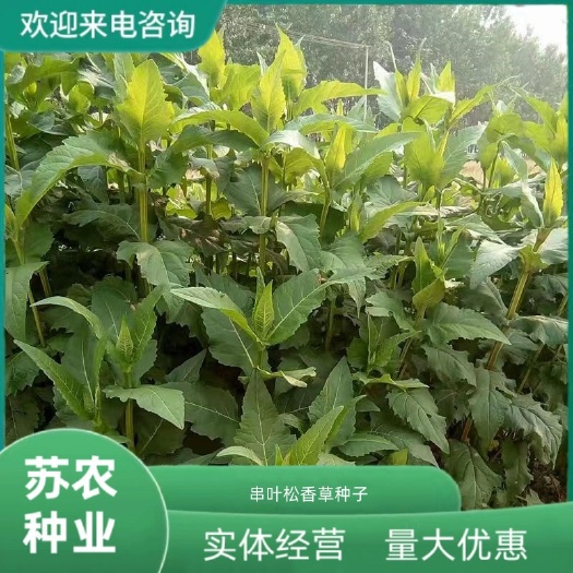 串叶松香草牧草种子籽多年生猪牛羊鹅畜禽食用华夏神菊教授菊种籽