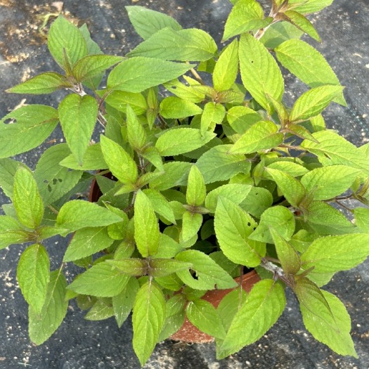 漳州凤梨鼠尾草