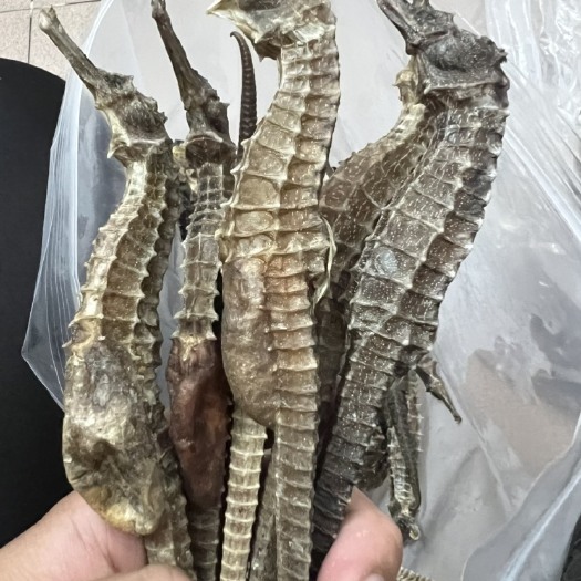 大角马