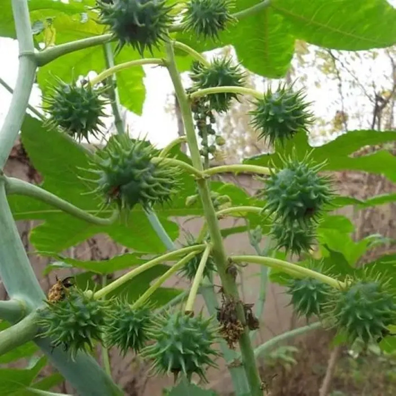 红色蓖麻种子老麻了草麻籽种子绿色蓖麻种子