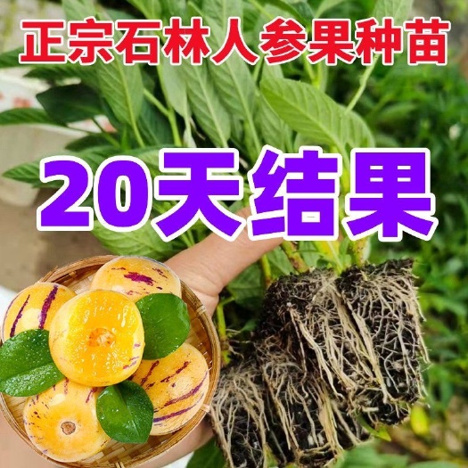 昆明【20天结果】正宗云南人参果苗盆栽黄心圆形人生果树种苗四季水