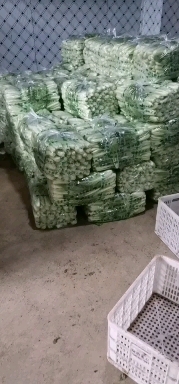 曹县小白菜，快菜，山东精品货