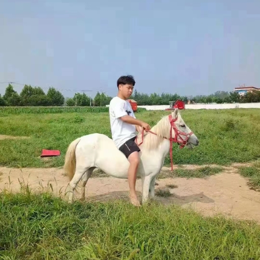 郓城县售各种精品高马，矮马，品种马，骑成马，旅游景点训教好的精品马