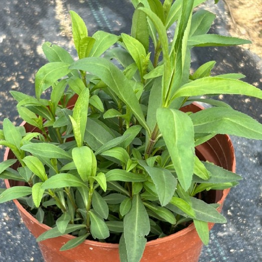 漳州甜万寿菊
