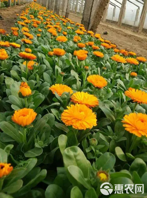 金盏菊种子易种活花色鲜艳花期长景观花卉野花组合