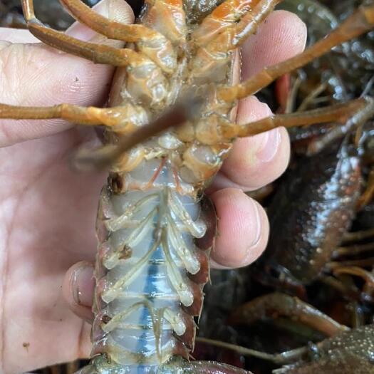 当涂县优质小龙虾安徽当涂江小龙虾清水虾小青中青大青鲜活包邮干净