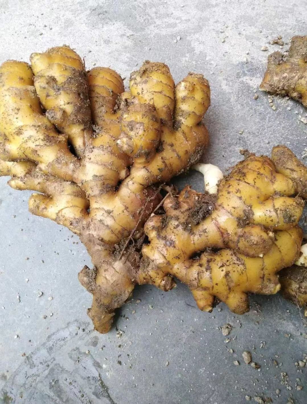 沂水县小黄姜（电商货，市场货）（产地直发一手货源）