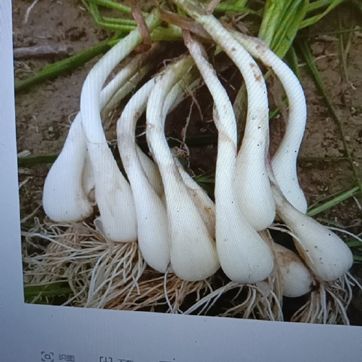 丰都把子蒜，蕌头，