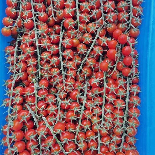 光泽县樱桃番茄
