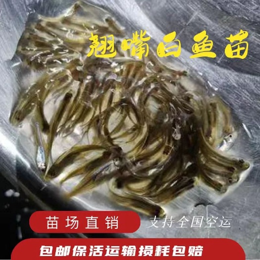黄冈翘嘴白鱼苗 大白刁，苗厂直销。夏花，乌仔，水花。支持全国