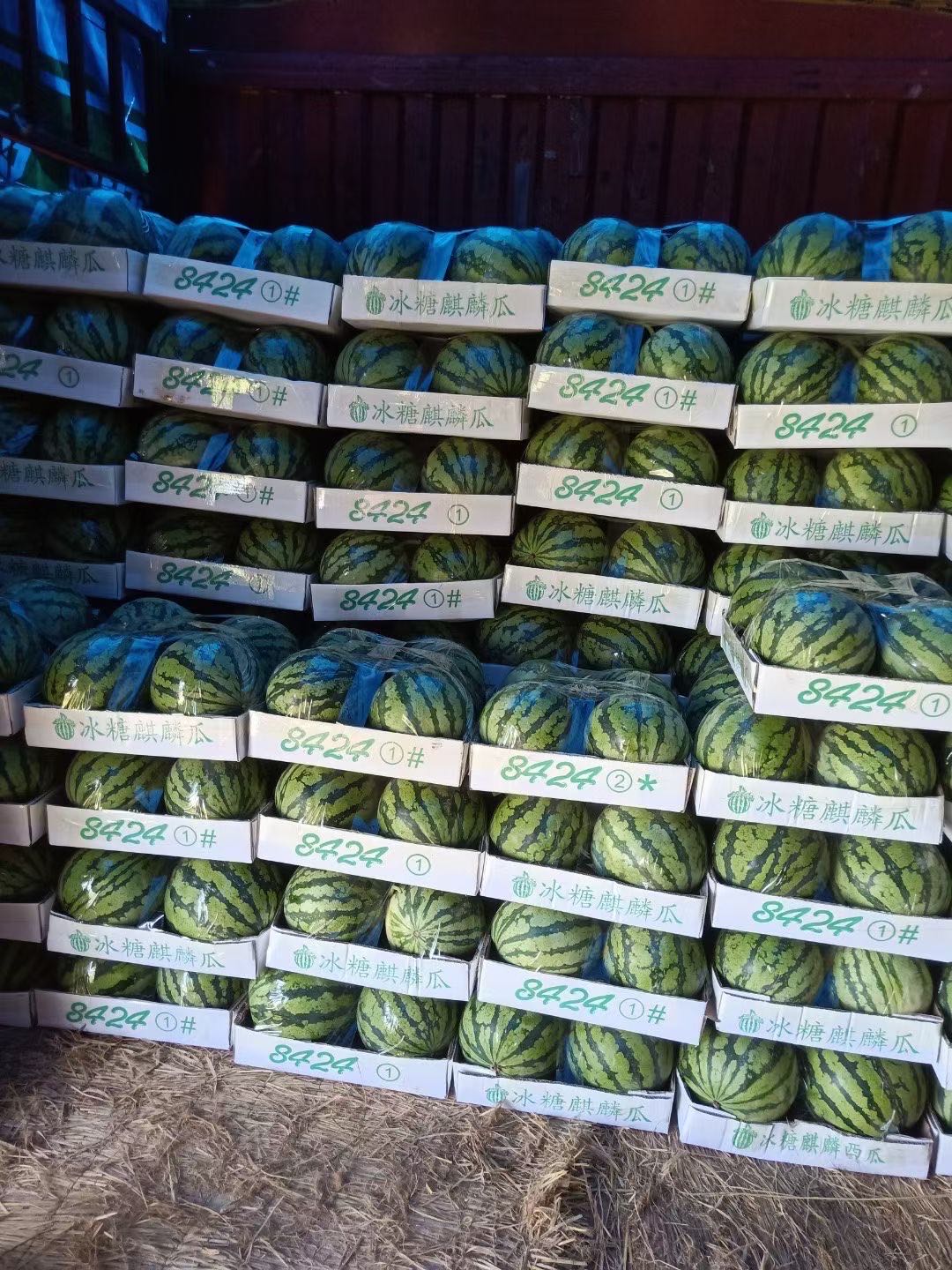 超甜8424西瓜  头茬产地直供，优质麒麟西瓜 精品包装