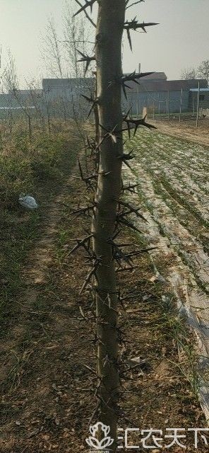 皂角树