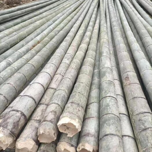 象州县大量毛竹，现货供应，一手货源，量大价优