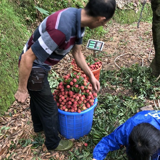 深圳广东深圳南山桂味荔枝、糯米糍荔枝、高品质、自己果园