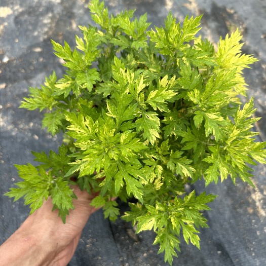 漳州黄金艾草