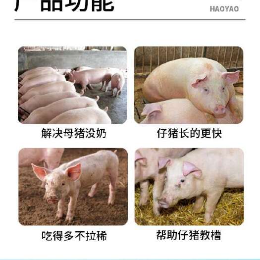 开封金盾妈咪乳—只要生的下就能养的活，小猪奶粉