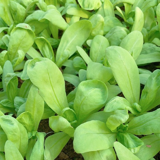 上海矮茼蒿
