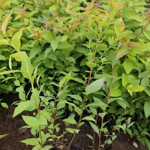 青州市金焰绣线菊种植户 农户直销
