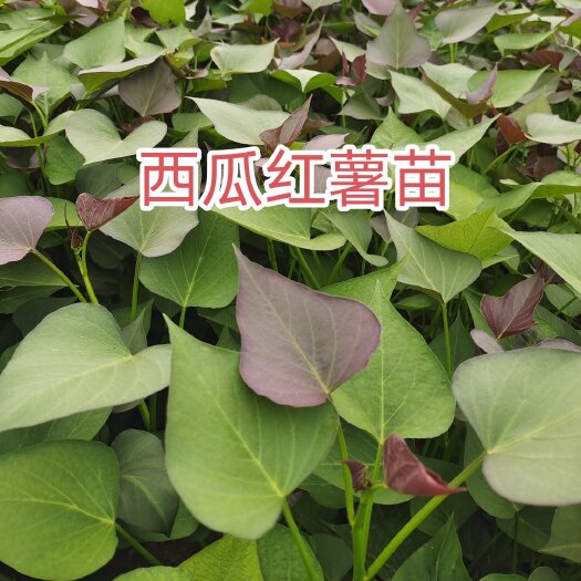 原阳县西瓜红蜜薯苗