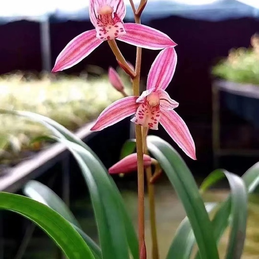 兰花苗建兰正红旗名山胭脂夏带花苞绿植花卉盆栽