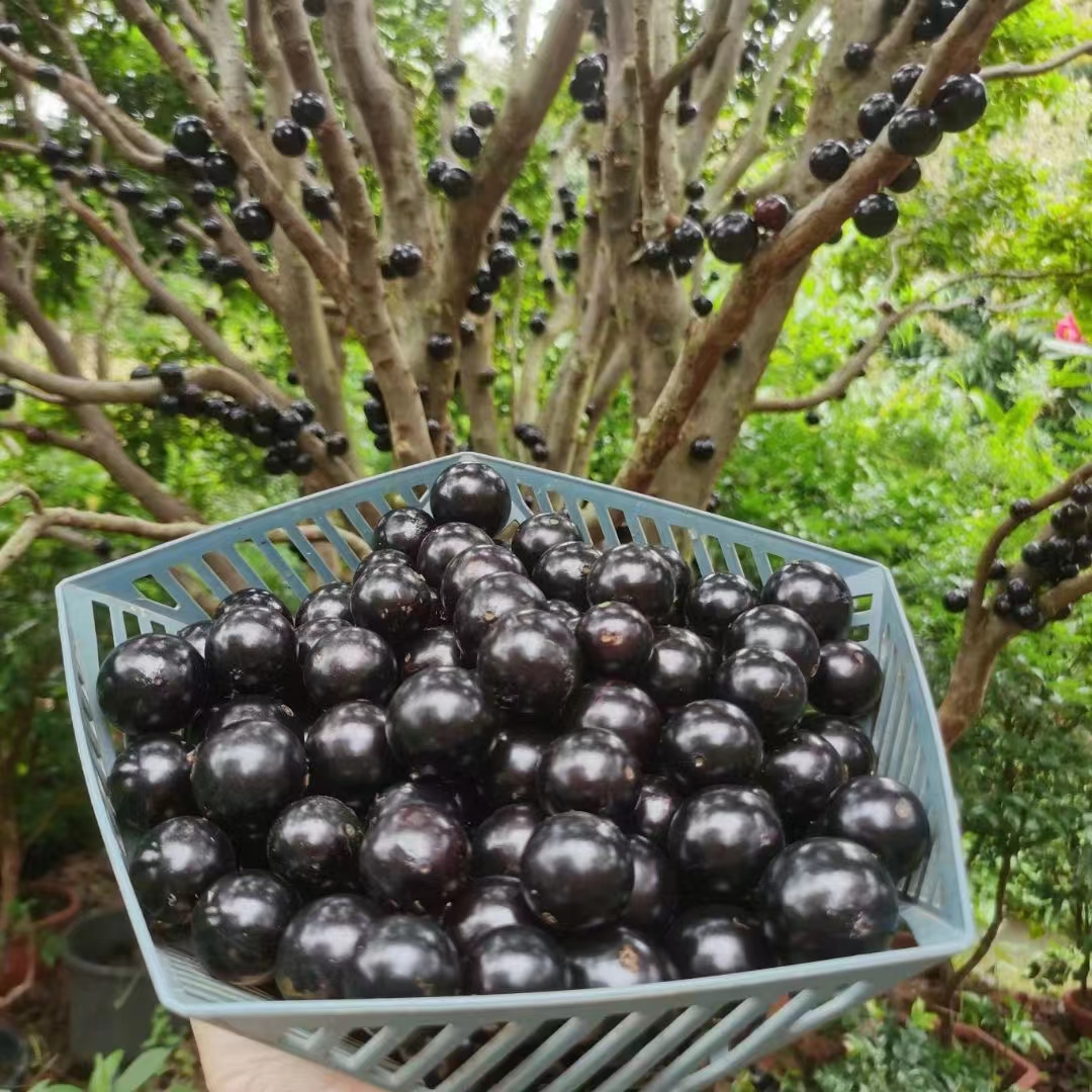 嘉宝果结果苗