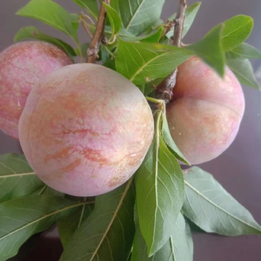 平和县三华李，三月李，芙蓉李大量上市了