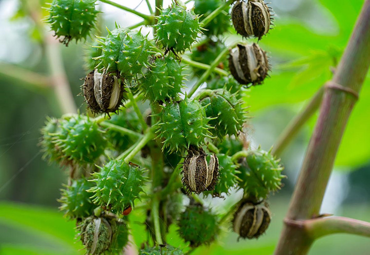 红色蓖麻种子老麻了草麻籽种子绿色蓖麻种子