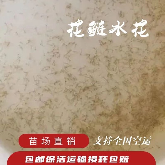 黄冈花鲢苗 苗厂直销。保值保量 。花鲢水花，夏花。乌子。支持全国