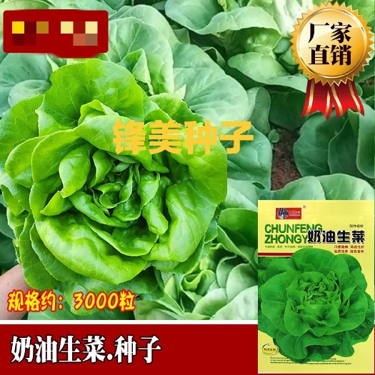 河间市奶油生菜种子农田菜园四季叶片嫩绿肥厚柔软生菜种子 蔬菜种子