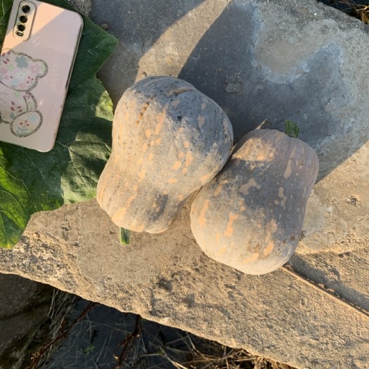 嘉鱼县奶油南瓜