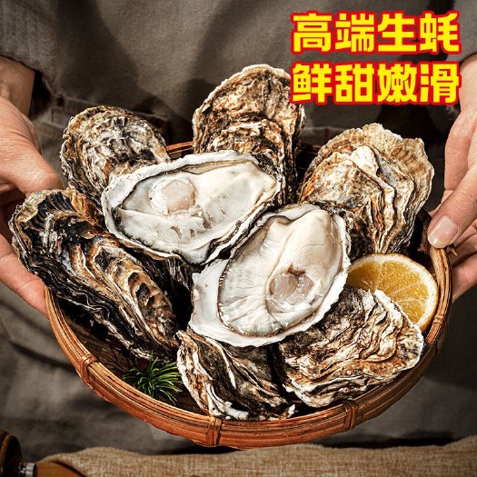 佛山1.5+精品乳山生蚝 三倍体 供应市场 电商 社区