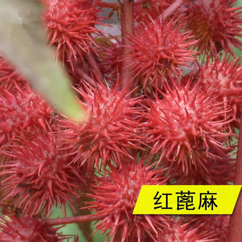 红色蓖麻种子老麻了草麻籽种子绿色蓖麻种子