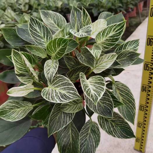 广州铂金钻网红新宠儿绿植盆栽室内室外新鲜绿植盆栽净化新鲜空气清新