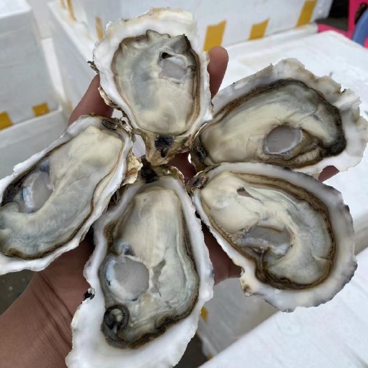 佛山4+三倍体生蚝 乳山生蚝 刺身蚝 产地直销 可在线交