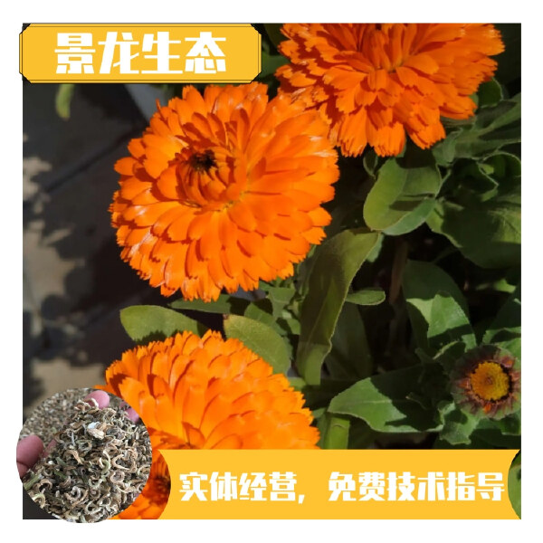 金盏菊种子易种活花色鲜艳花期长景观花卉野花组合