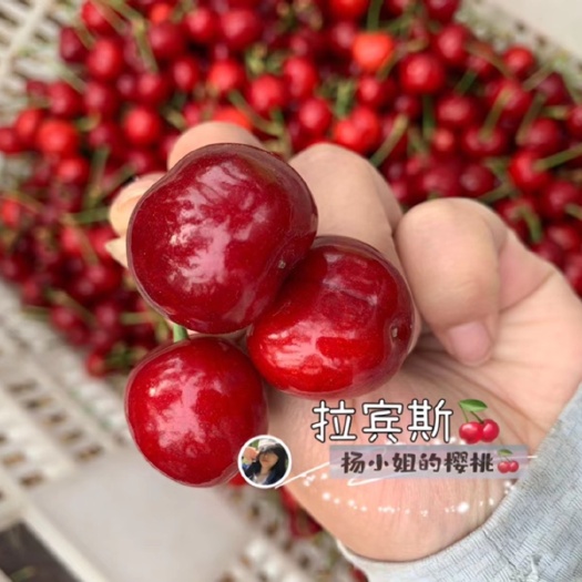 烟台烟台自家大樱桃--拉宾斯（6月8号前后发货）