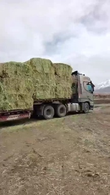 山丹县头茬燕麦草大捆 全绿仓库货 高糖低钾燕麦草 甘肃军马场优质燕