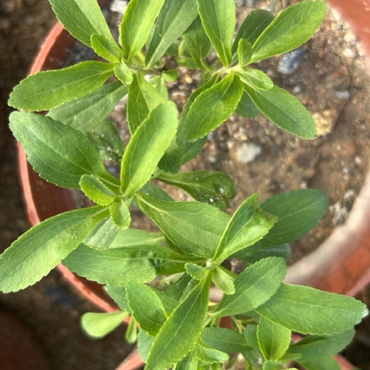漳州甜叶菊